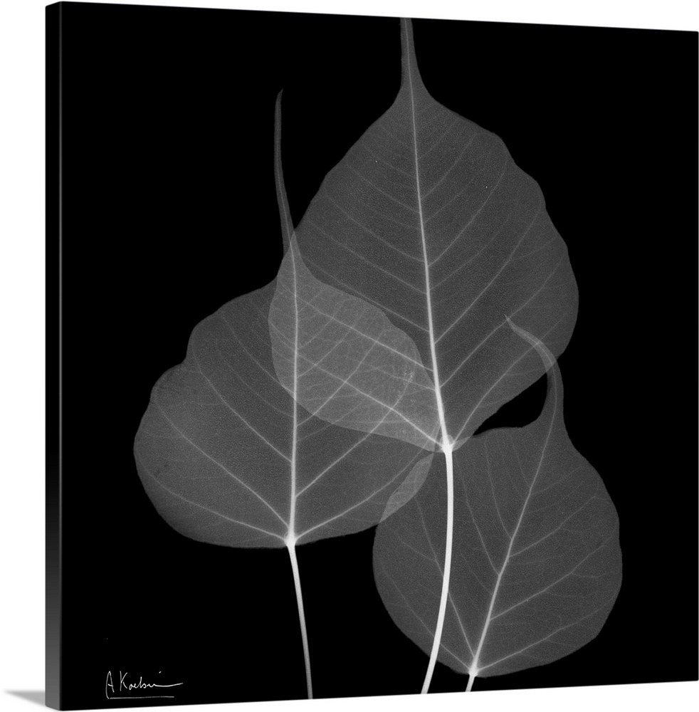 Three transparent leaves on canvas that are contrasted against a dark background.