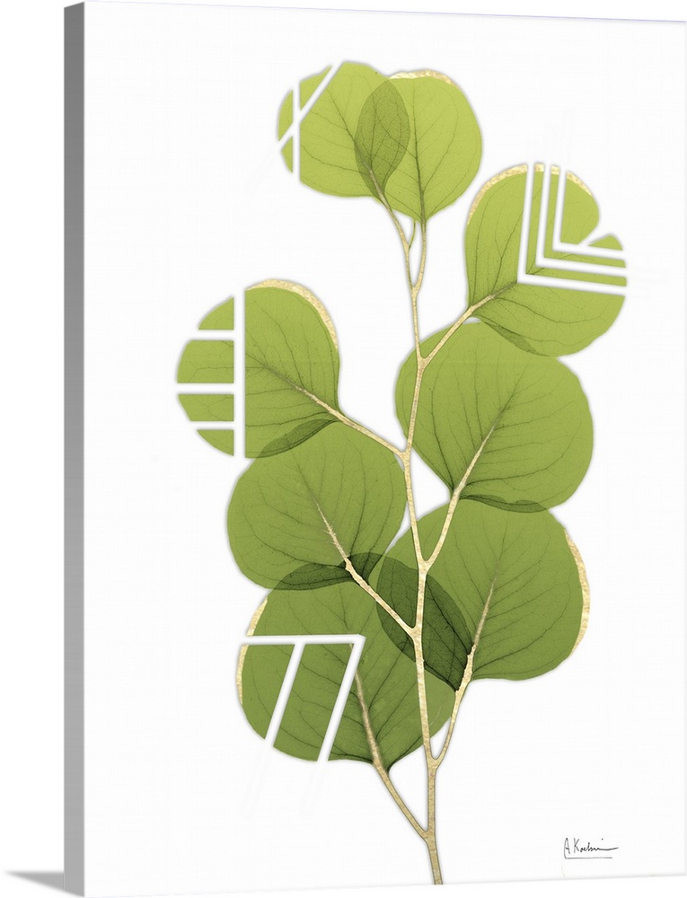 Green, rounded leaves with white striped designs.