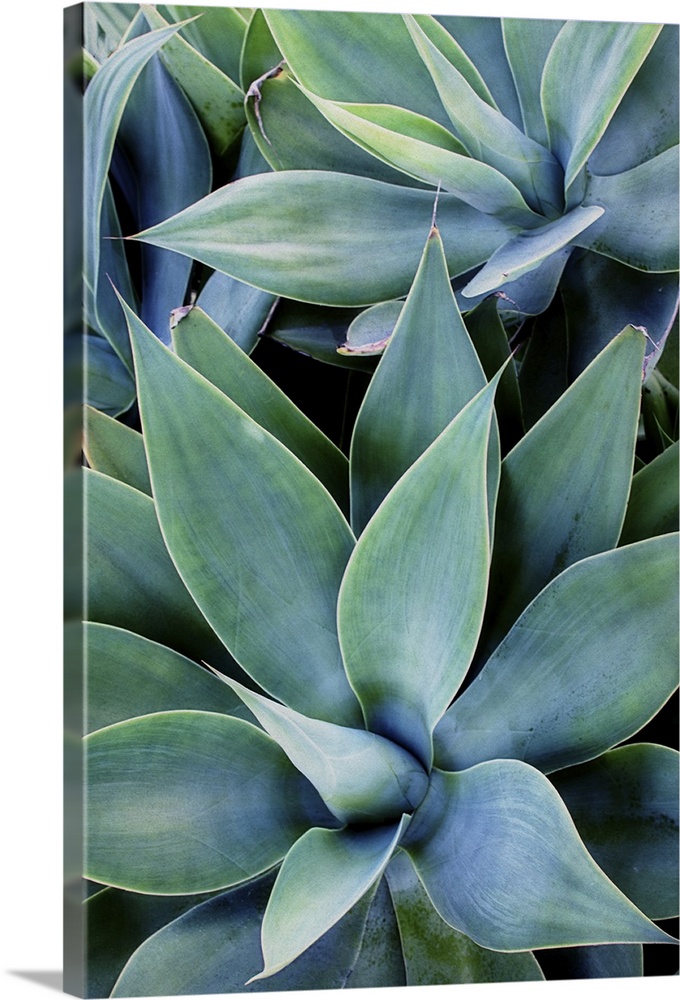 Close up photo of succulent plants with broad leaves.