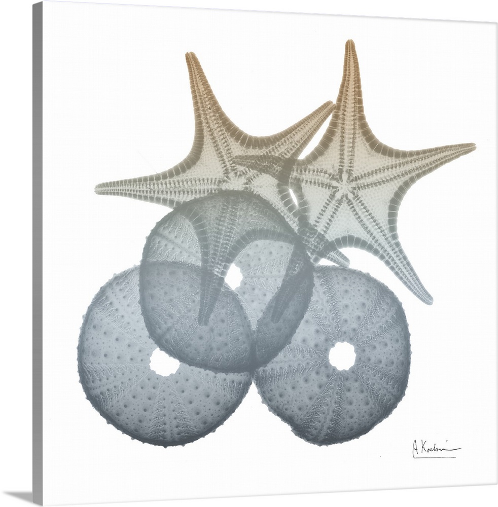 Contemporary home decor artwork of an x-ray photograph of seashells.