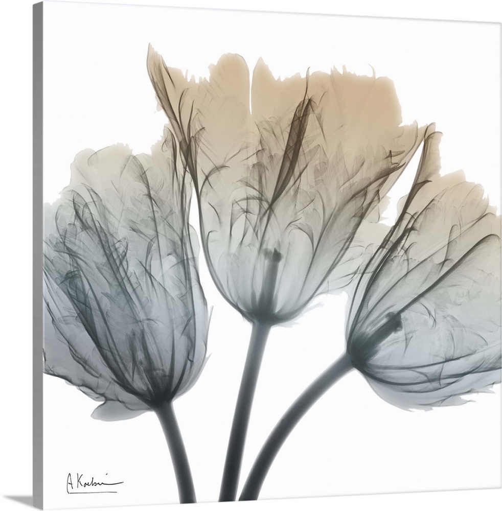 Contemporary home decor artwork of an x-ray photograph of a flower.