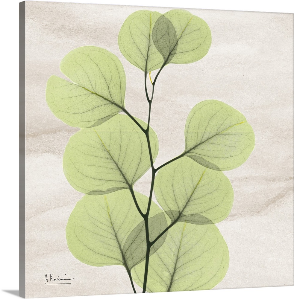 Square x-ray photograph of a eucalyptus branch with leaves on a smooth, neutral background.