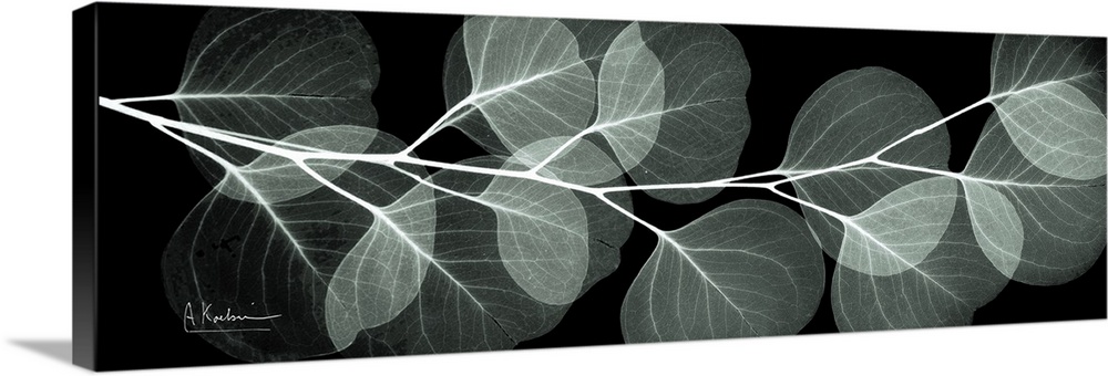 An x-ray of a branch of eucalyptus leaves on a black background.