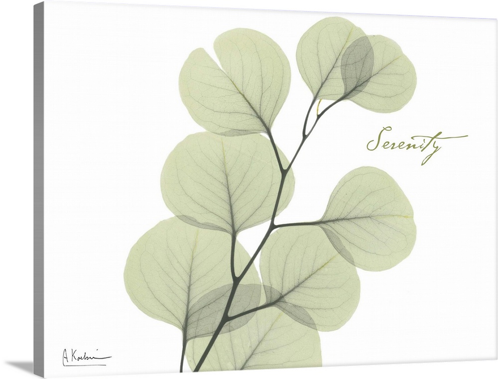 X-ray photograph of eucalyptus leaves against a white background.