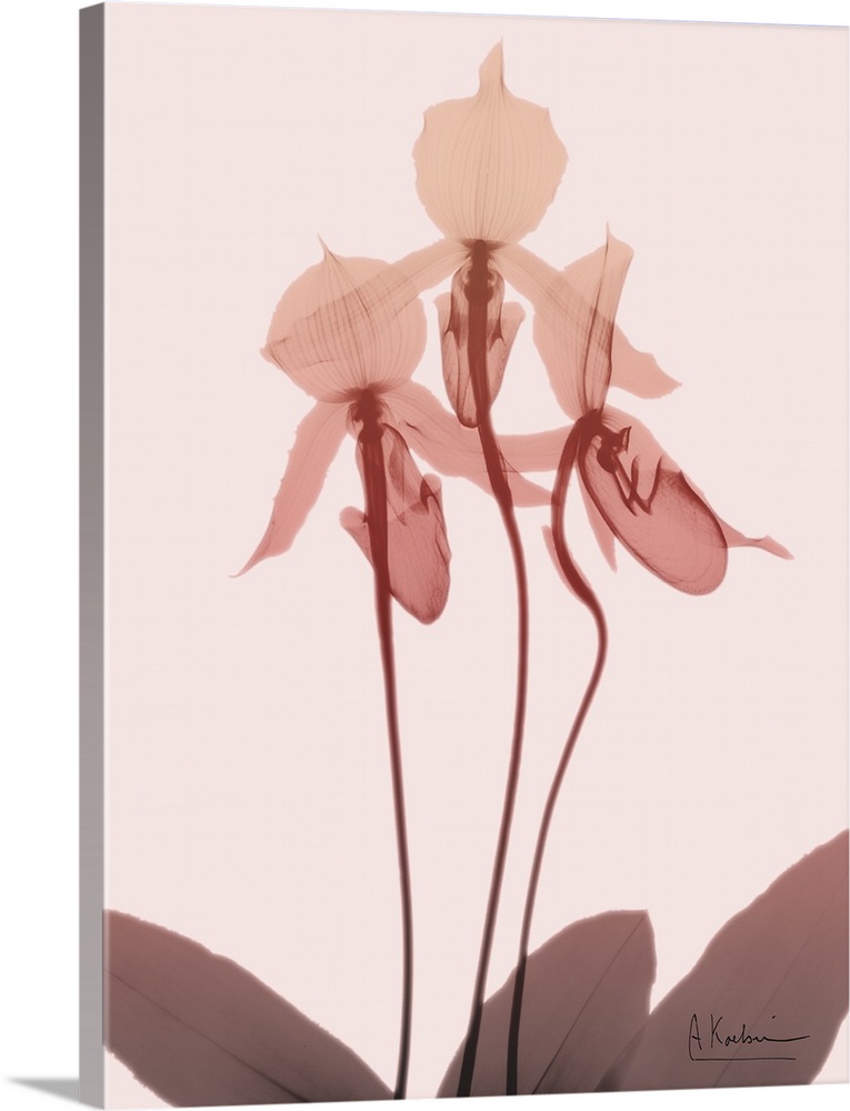 X-ray style photograph of an orchid flower in shades of pink.