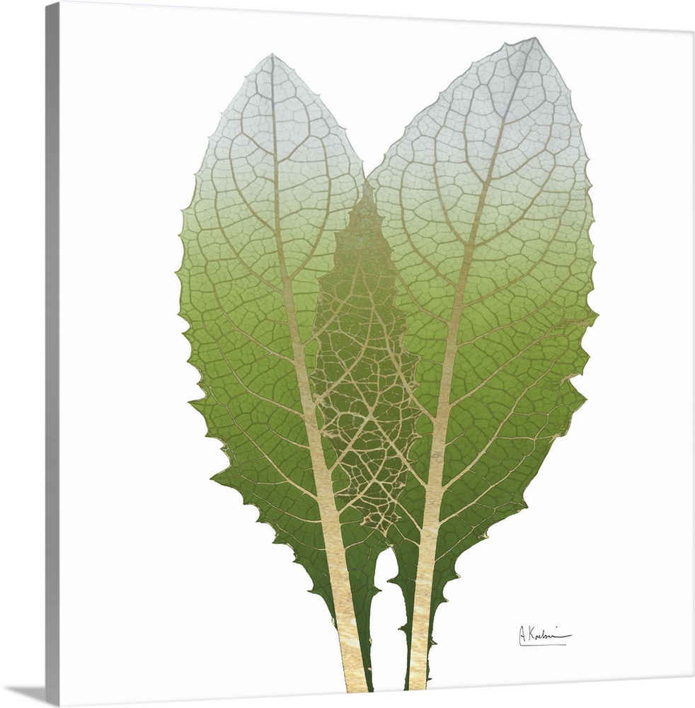 X-ray style photograph of two artichoke leaves with golden veins.