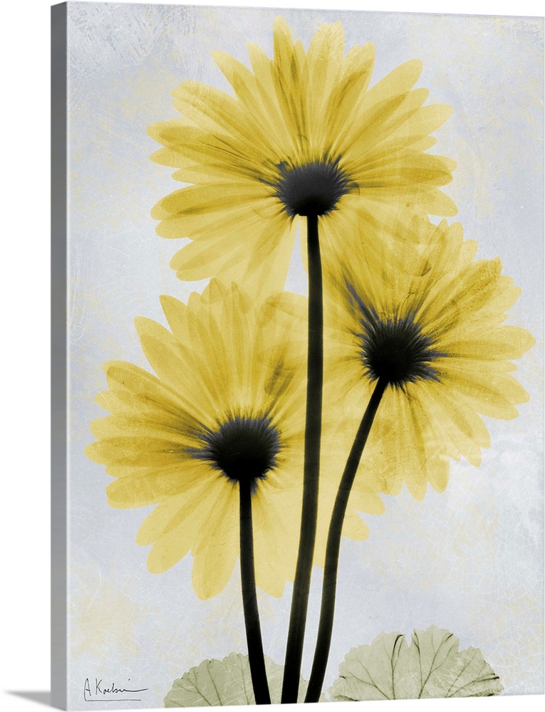 Vertical x-ray photograph of three gerbera flowers against a faded light background.