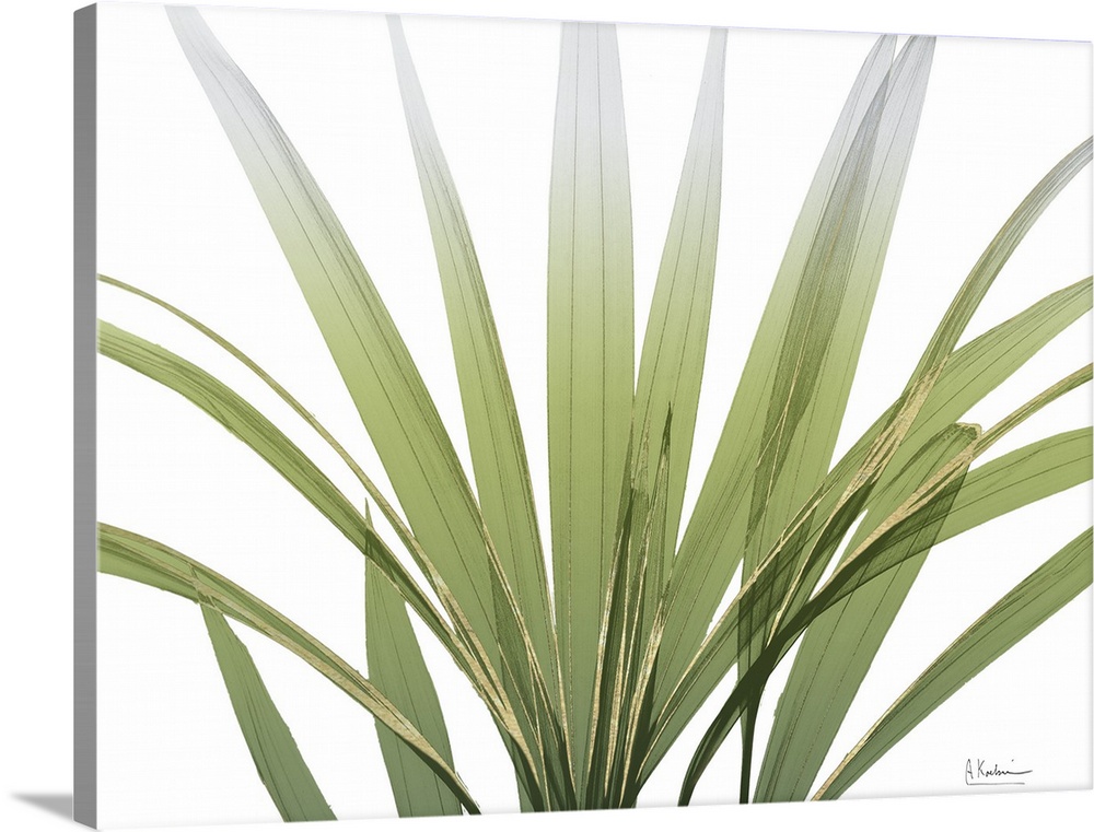 X-ray style photo of several long green palm fronds with gold edges.