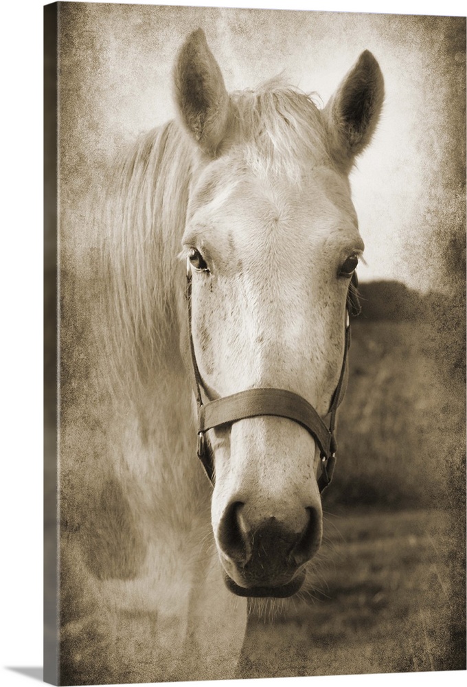 Sepia toned photograph of a white horse wearing a bridle, standing in a field