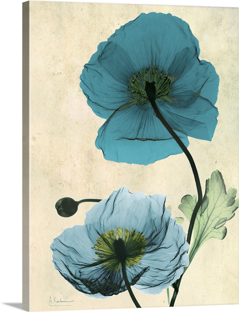 Vertical x-ray photograph of two Icelandic poppies against a faded earth toned background.