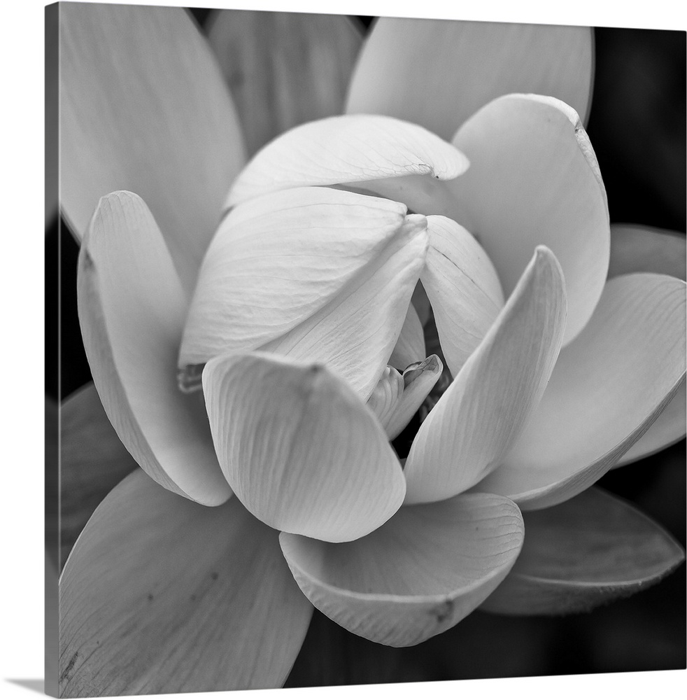 A black and white macro photograph of a flower in bloom.