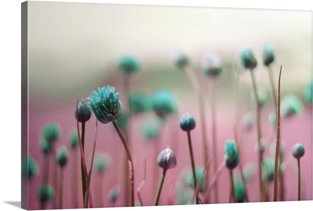 Macro photo of dark blue flower buds against a pink field.