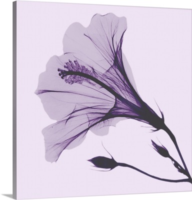 Lavender Passion Hibiscus
