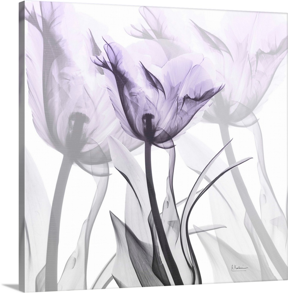 Lilac Luster Tulip 2