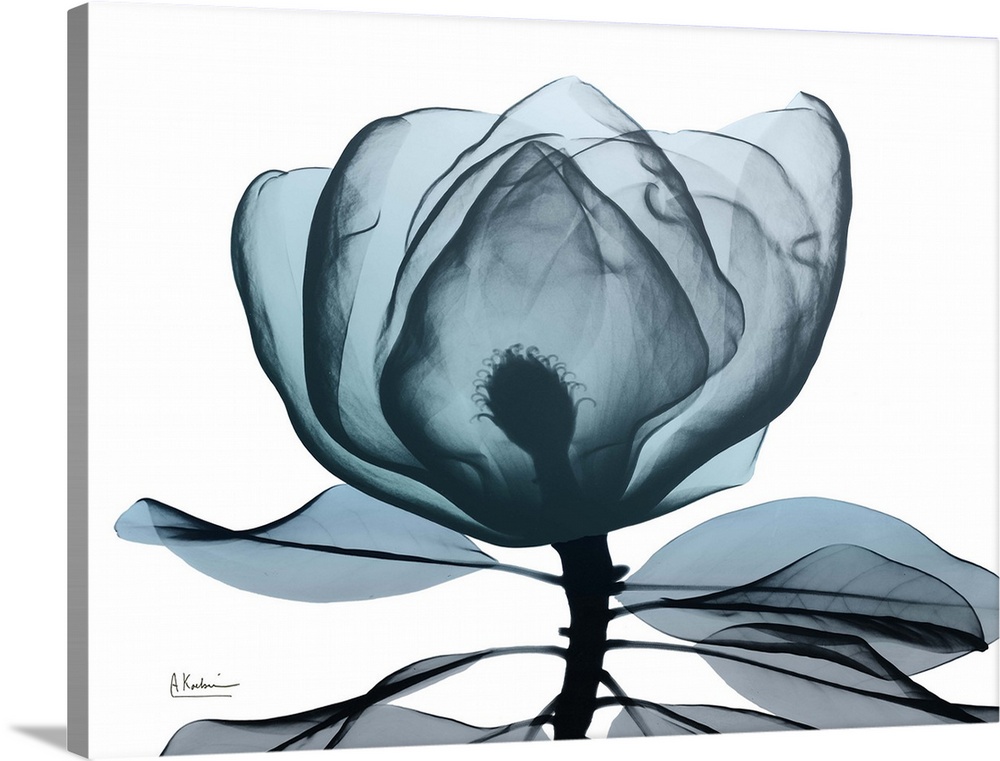 Contemporary x-ray photography of a magnolia flower.