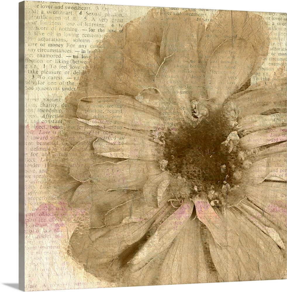 A sepia toned flower painted on newspaper clippings with hints of magenta.