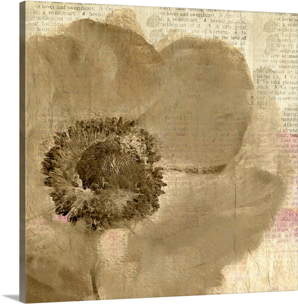 A sepia toned flower painted on newspaper clippings with hints of magenta.