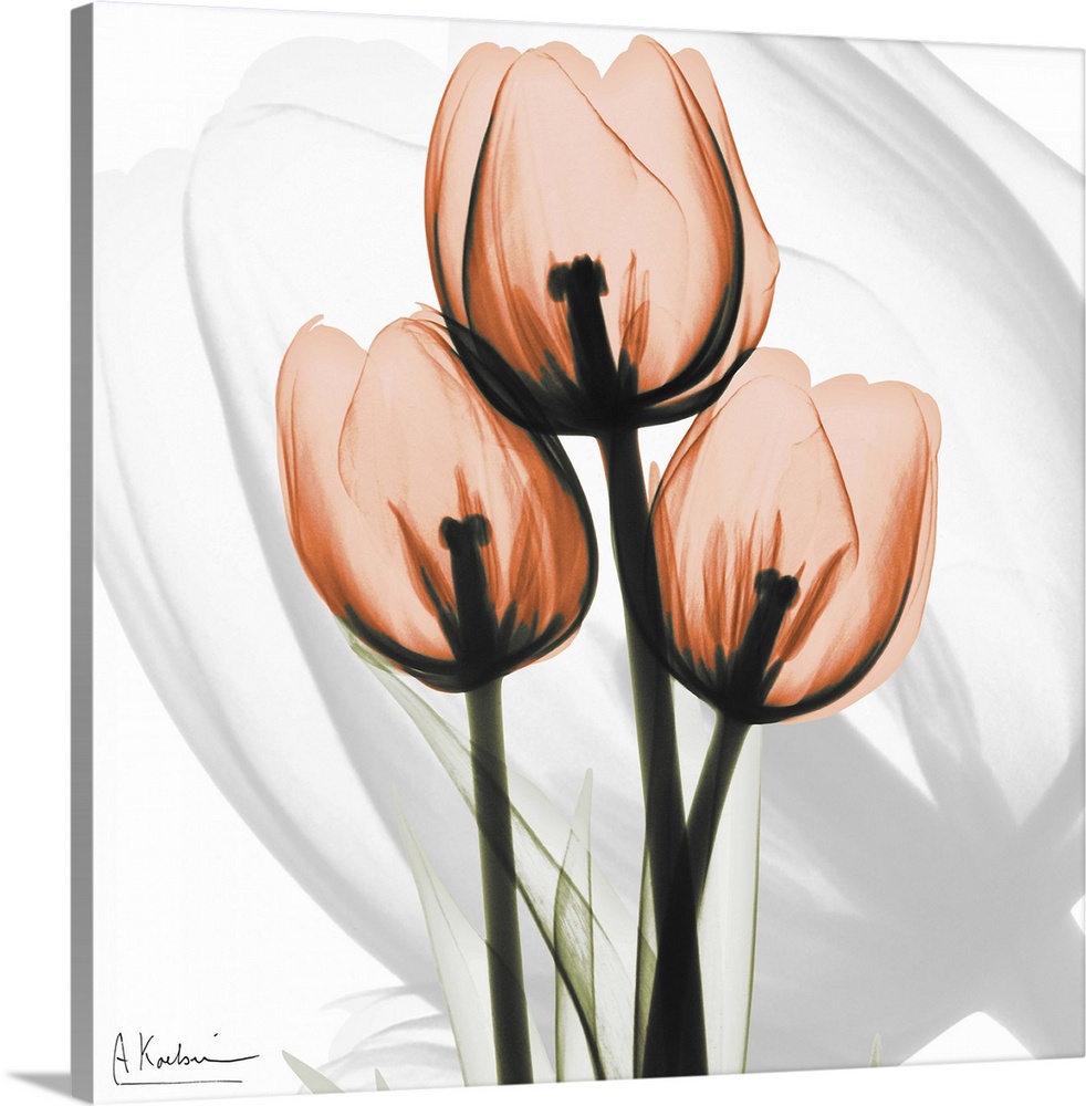 Orange Tulips x-ray photography