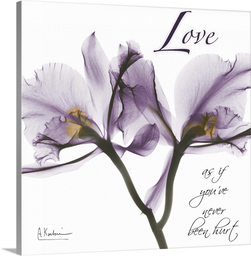 Orchid Love x-ray photography