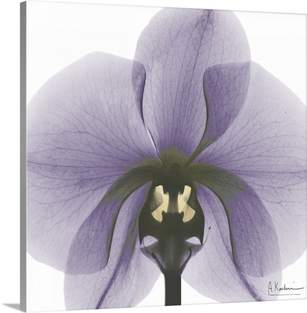 Orchid x-ray photography
