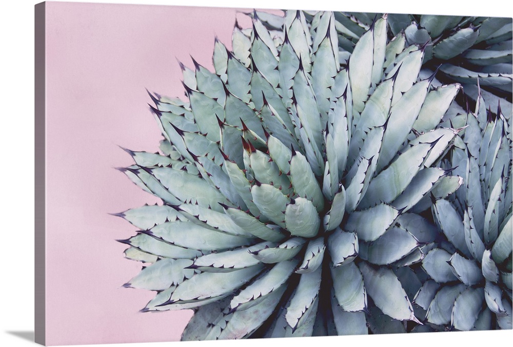 Close up photo of succulent plants with pointed green leaves.