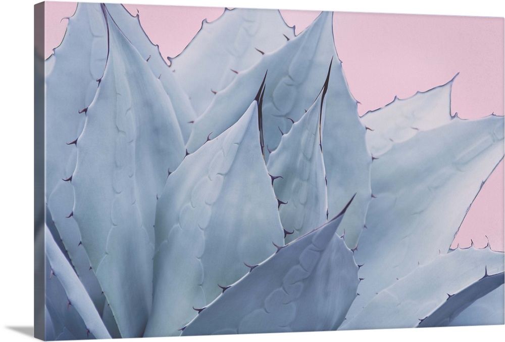 Close up photo of the pointed leaves of a succulent plant.