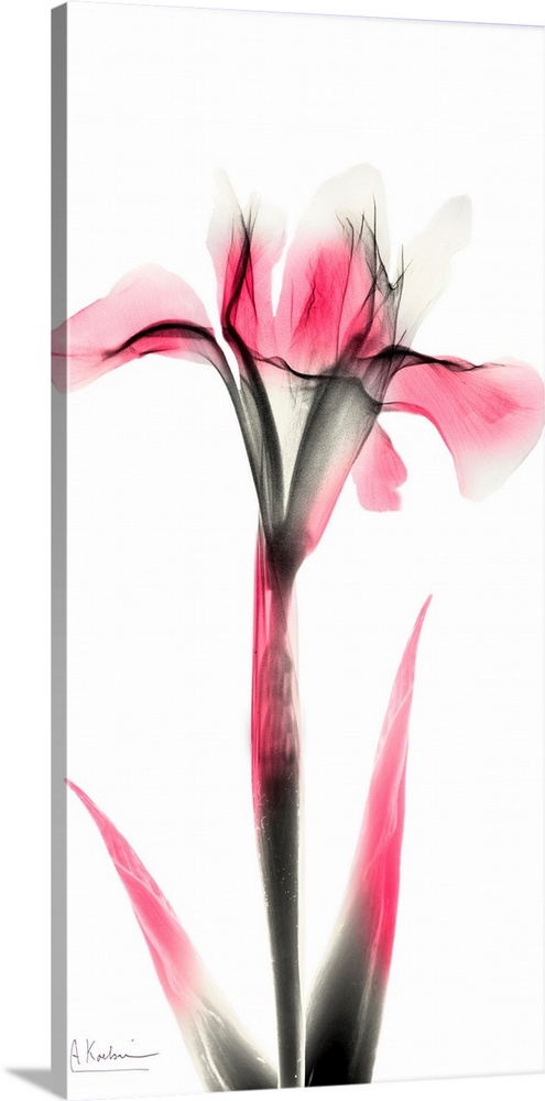 Pink Infused Iris 1