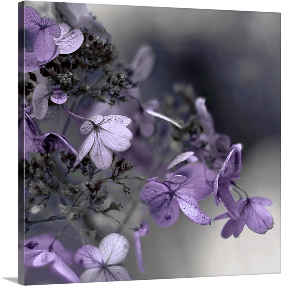Close up photo of purple hydrangea flowers against a dark grey background.