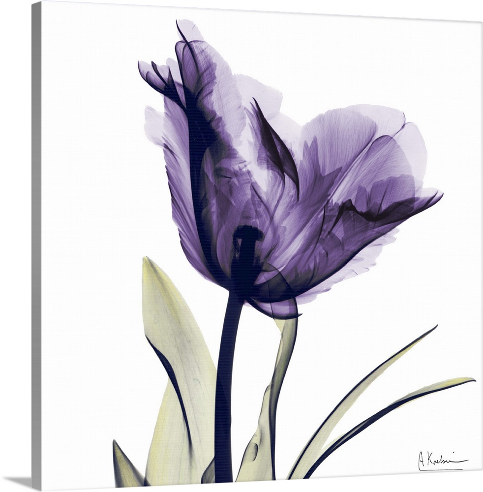 Beautiful Purple Flower Home Decor Canvas Print choose your size.