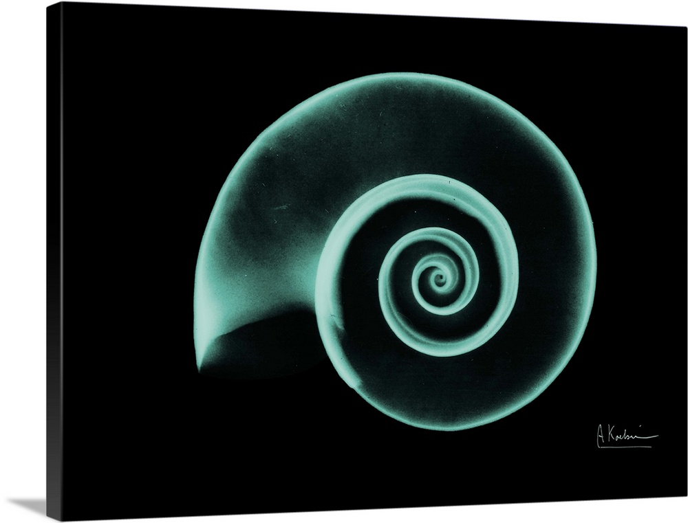 Horizontal x-ray photograph of a spiraled seashell, against a dark background.