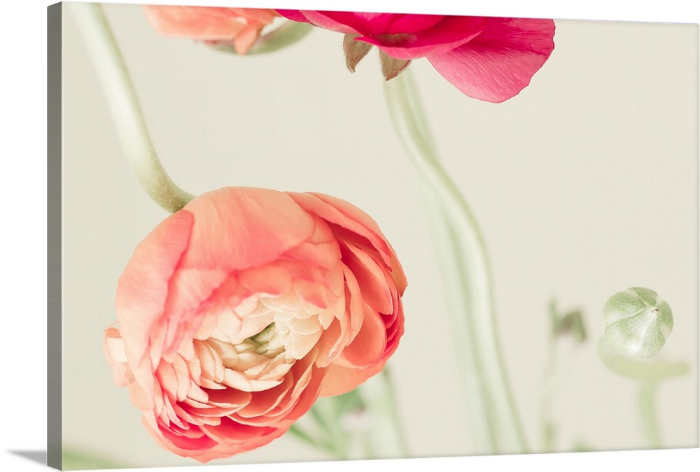 Fine art photo of brightly colored ranunculus flowers.