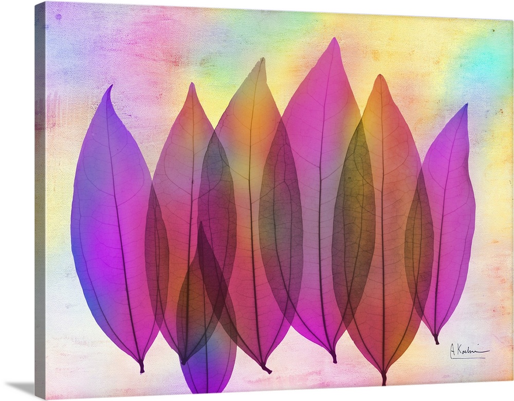 X-Ray photography of six Coculus leaves in vibrant pink and purple colors.