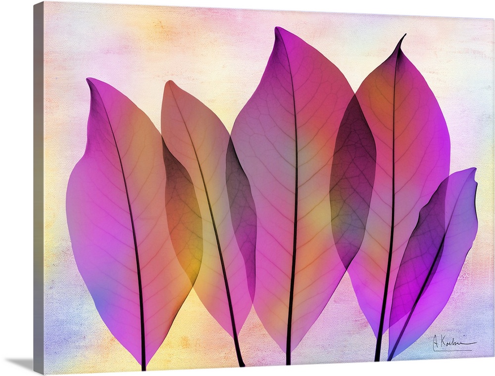 X-Ray photography of Magnolia leaves in vibrant pink and purple colors.