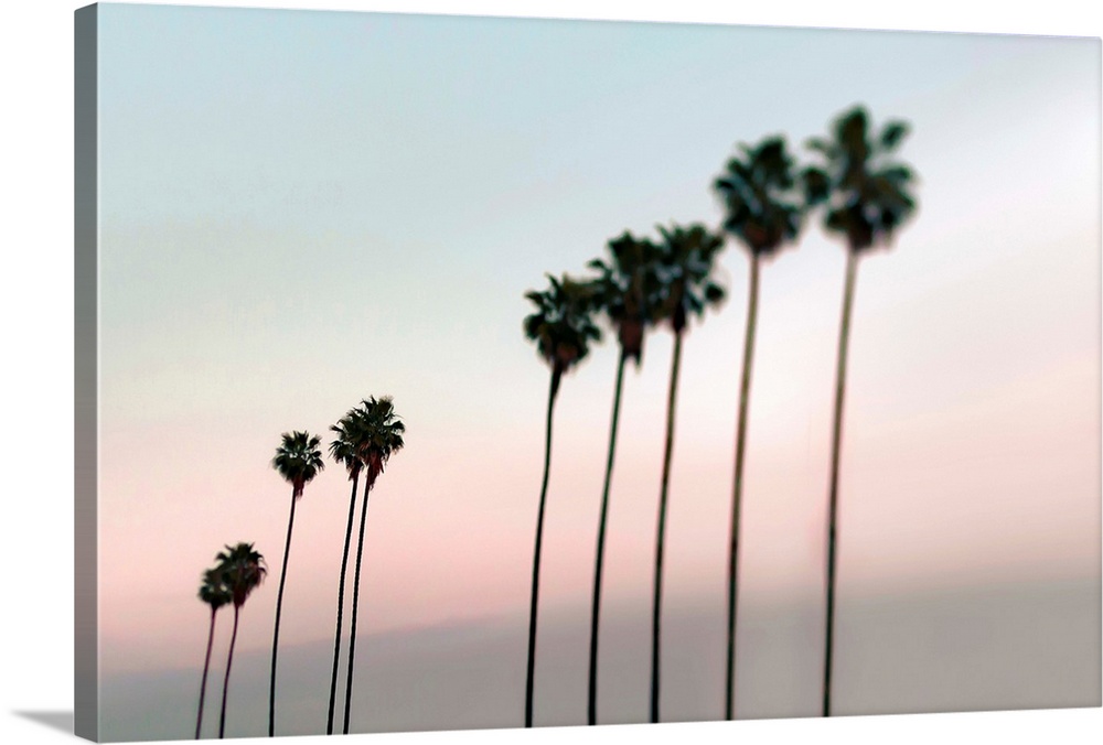 Fine art photo of a row of very tall palm trees against a pastel sunset sky.