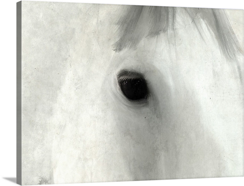 Close up of the eye of a white horse.