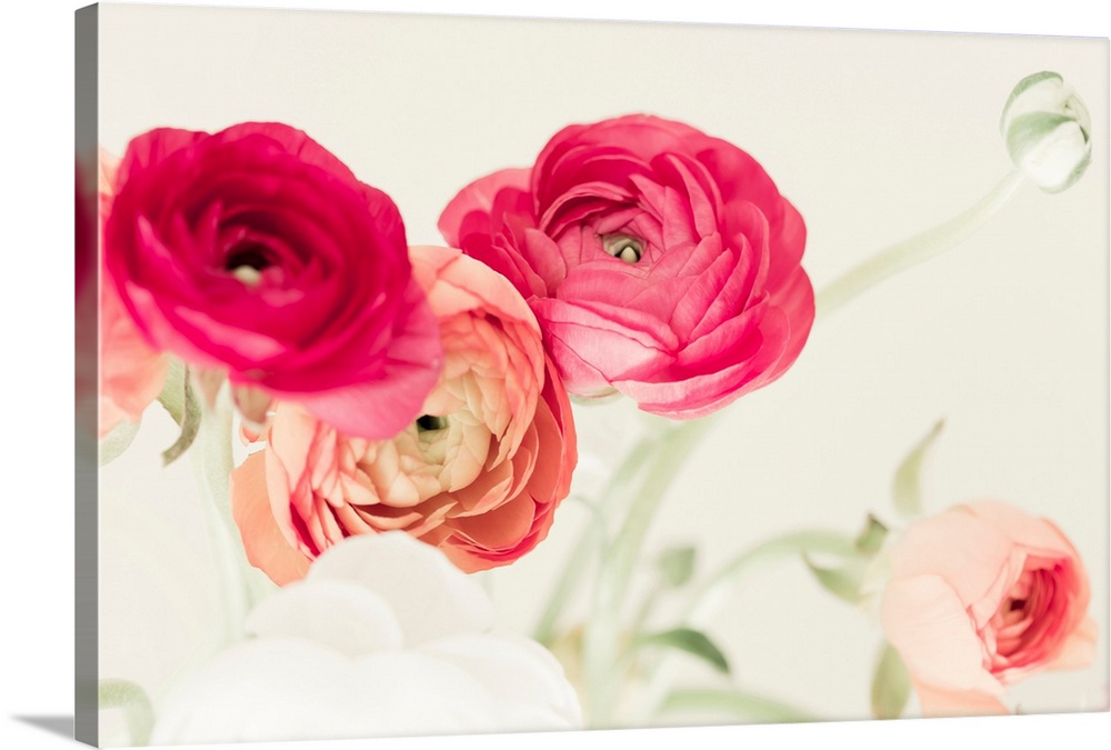 Fine art photo of brightly colored ranunculus flowers.