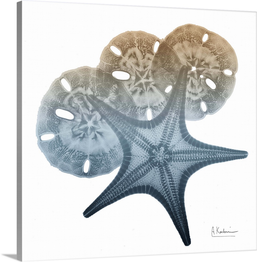 Contemporary home decor artwork of an x-ray photograph of seashells.