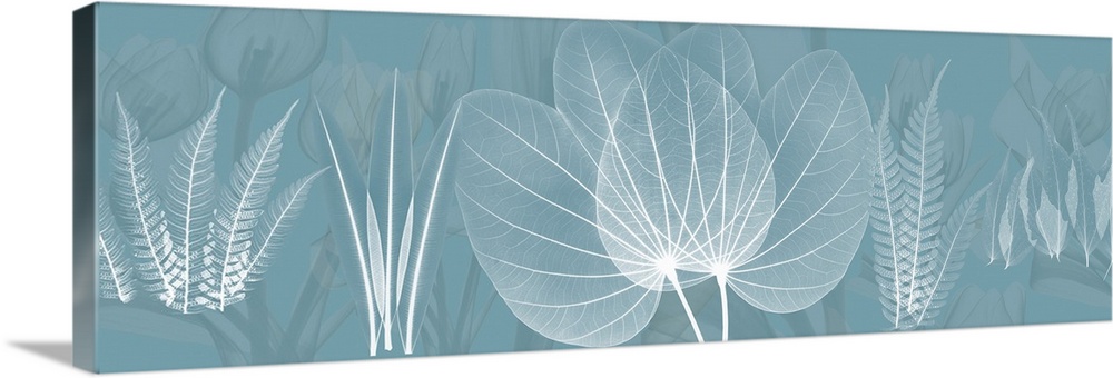 Skeletal lines of different plant life and leaves are arranged across this panoramic shaped wall art.