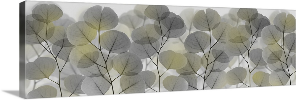 X-ray style photograph of a large group of branches with rounded leaves.