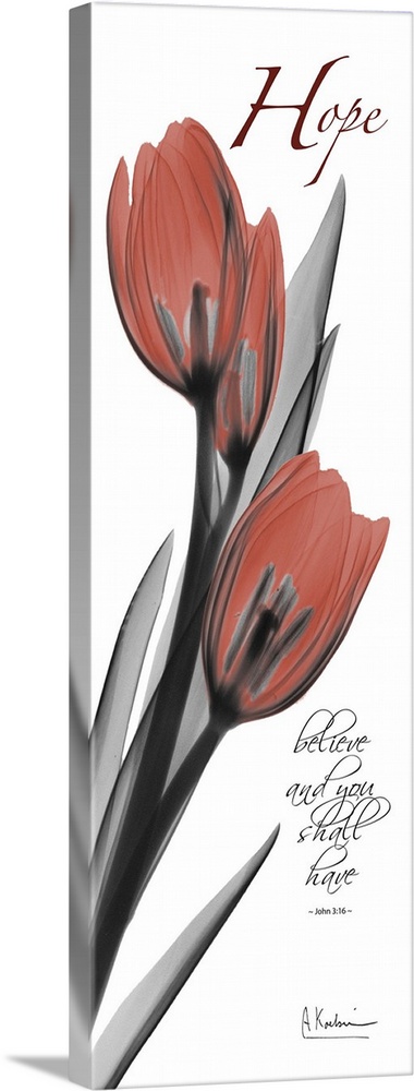 Tulip hope x-ray photography