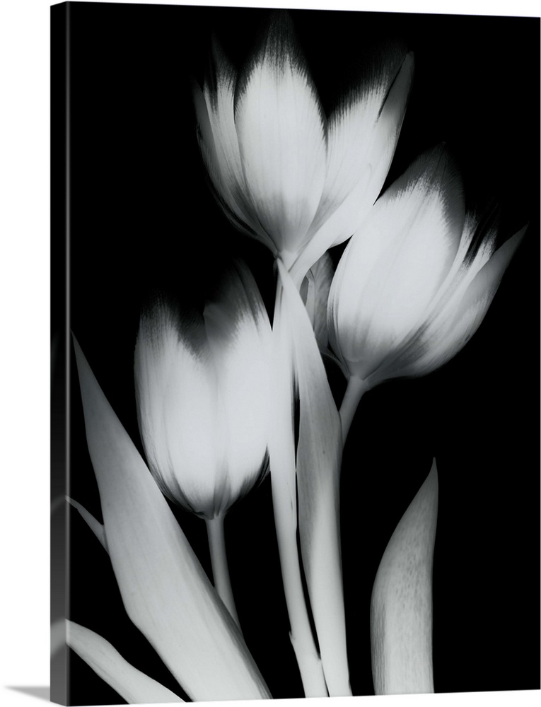 Vertical x-ray photograph of three tulips against a dark background.