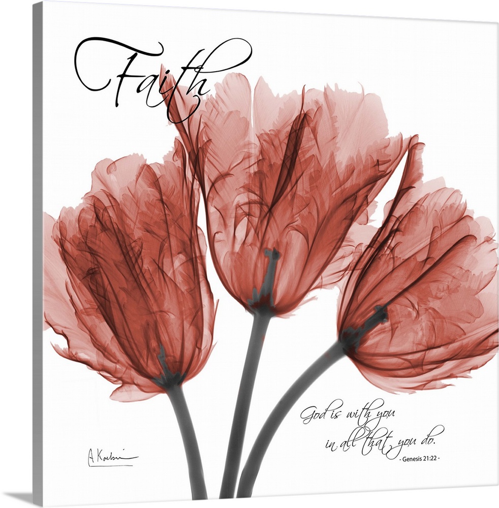 Tulips Faith x-ray photography