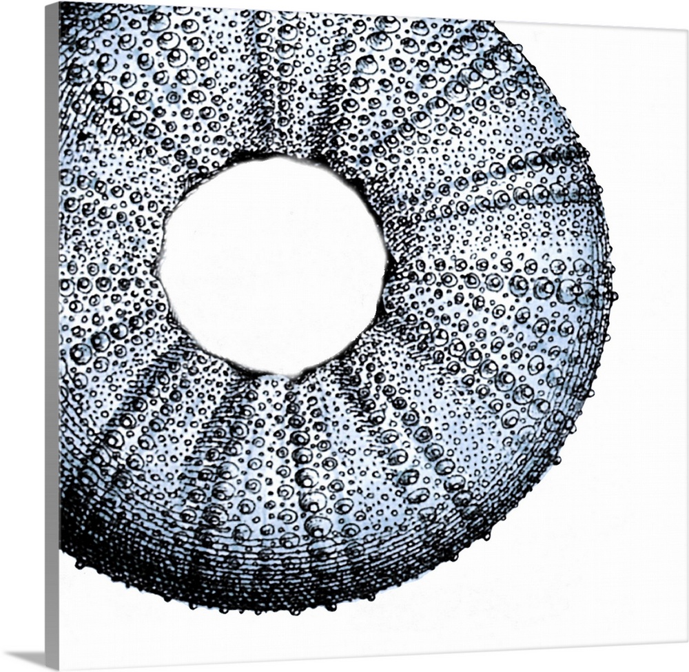Illustration of a detailed sea urchin shell.