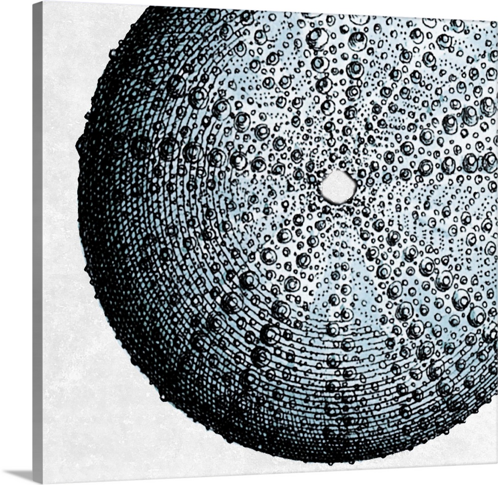 Illustration of a detailed sea urchin shell.