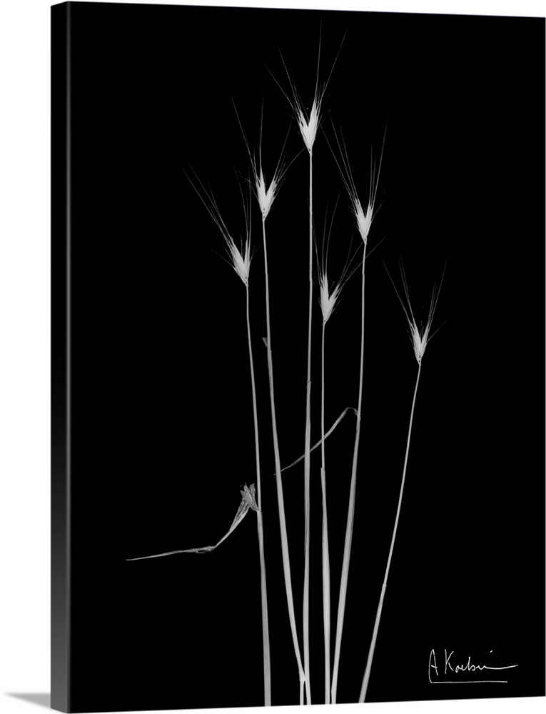 X-Ray photograph of six blades of wild grass against a black background.