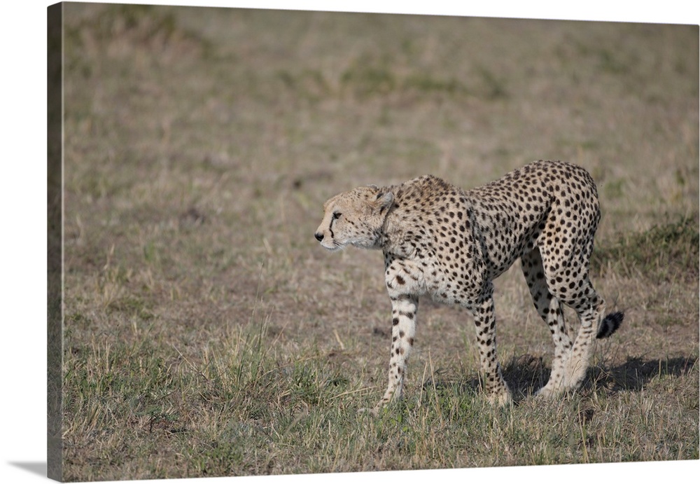 A cheetah on the hunt in Maasai Mara National Park, Kenya, Africa