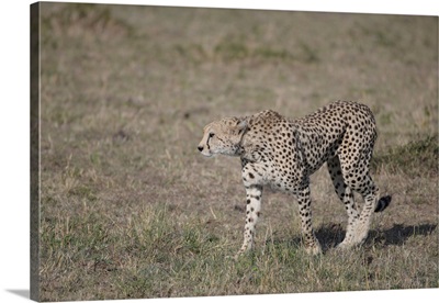 A Cheetah On The Hunt In Maasai Mara