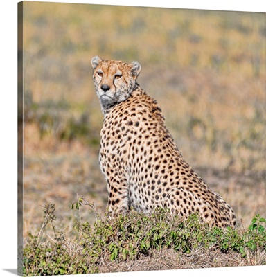 A Cheetah Watches Intently In Maasai Mara