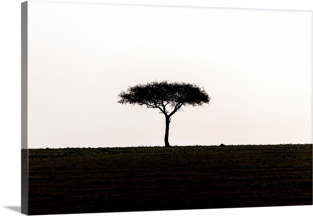 A single acacia tree in Serengeti National Park, Tanzania, Africa.
