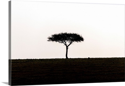Acacia Tree On The Horizon